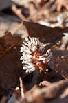 Allegheny spurge